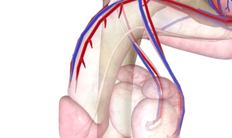 fornecimento insuficiente de sangue ao pênis